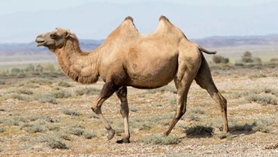 resized_camel.jpg